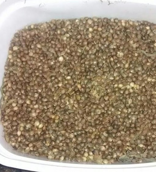 Apreensão de sementes de maconhas prontas para serem plantadas - Foto: Polícia Militar (PB)